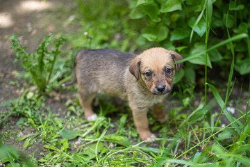 Obraz premium Little dog (puppy) on the grass