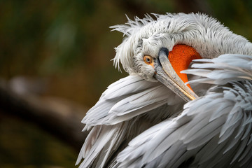 Dalmatian pelican (Pelecanus crispus), pelikan kaderavy