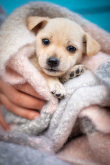 Little dog (puppy) in the blanket