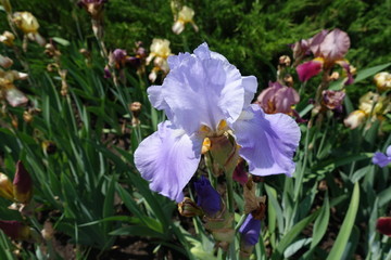 Close view of violet flower of iris in May