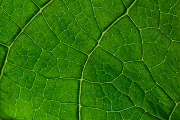 Close up green leaves pattern background texture. photosynthesis concept . Macro shot