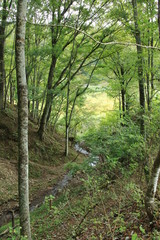 Obraz premium 秋の日本の原風景：小川の流れる森林