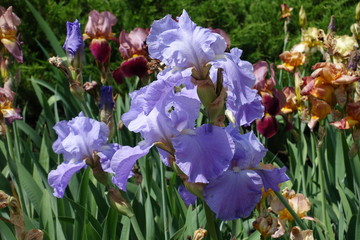 Showy violet flowers of irises in the garden in May