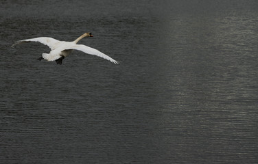 Fototapeta na wymiar Swan flying over lake free and beautiful with river background