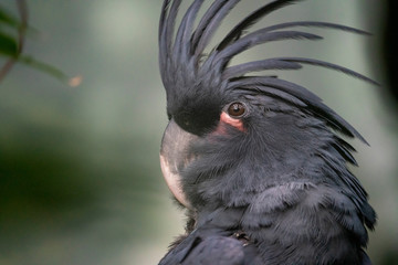 Palm cockatoo (Probosciger aterrimus), Kakadu palmovy
