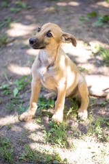 Little dog (puppy) on the grass