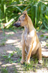 Naklejka premium Little dog (puppy) on the grass