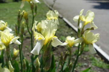 Pastel yellow flowers of irises in mid May