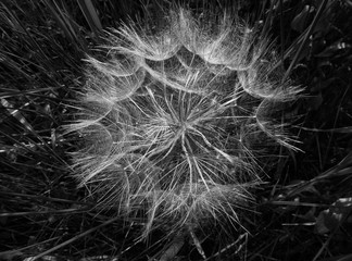 Fluffy white red seeded common dandelion in spring grass. abstract black and white presentation. 
botanical name Taraxacum erythrospermum, wall art concept. low key tones. beauty in nature.