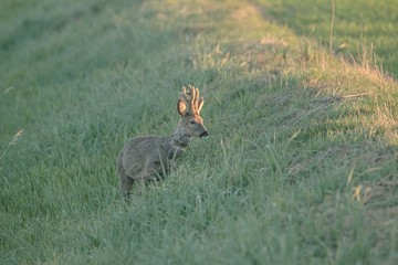 Rehwild im Frühjahr