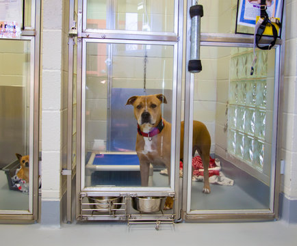 Homeless large tan and white mixed breed dog behind enclosure at dog shelter
