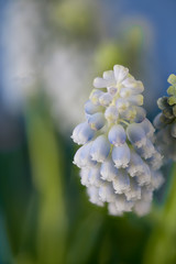 White Muscari armeniacum, bulbous spring flowering plant