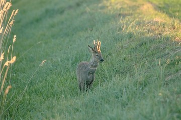 Rehwild im Frühjahr