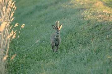 Rehwild im Frühjahr