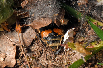 Gemeiner Totengräber - Käfer (Nicrophorus vespillo) an einer toten Maus - burying beetle on a...