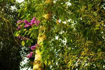 pink flowers in the garden