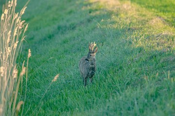 Rehwild im Frühjahr