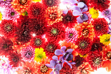 Fototapeta na wymiar 赤い花　