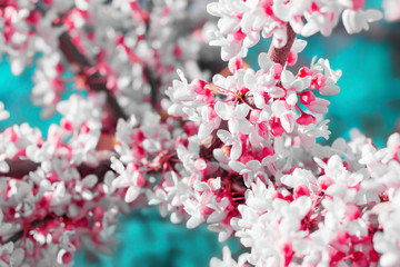 Flowering branch of European cercis with shallow depth of field. Abstract spring blooming  texture background.