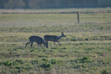 Rehwild im Frühjahr