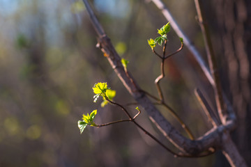 Tree branches with buds and young green leaves