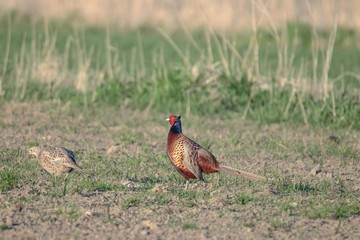 Fasan in freier Natur