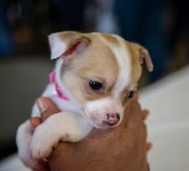 Partial view of person holding tiny tan and white mixed breed puppy, out of focus background
