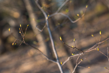 Tree branches with buds and young green leaves