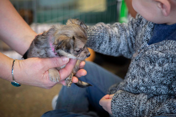 Partial view of an adult handing a tiny puppy to a toddler, out of focus background

