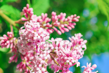 A branch of lilac closeup. Pink spring flowers. Floral background. Spring time. Blooming May.