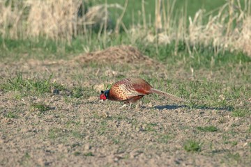 Fasan in freier Natur