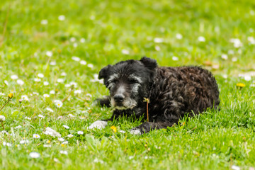 A black dog lying on a grassy surface
