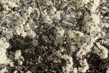 Plain cadre d'une épine noire (Prunus spinosa) en fleur réalisant un arrière plan de branches fleuries.