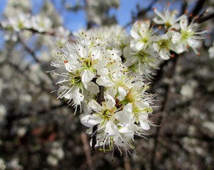 Plan très rapproché d'une branche de prunellier  ou épine noire (Prunus spinosa) en fleurs. Arrière plan flouté de buisson fleuri et de ciel bleu. Saône et Loire, Bourgogne, France. Mars 2020