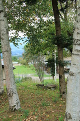 みはらしファーム(長野県伊那市)の白樺林