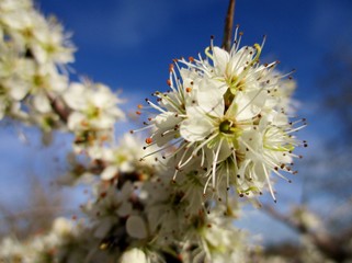 Plan très rapproché horizontal d'une branche de prunellier (Prunus spinosa) en fleurs. Arrière plan flouté de buisson fleuri et de ciel bleu. Saône et Loire, Bourgogne, France. Mars 2020