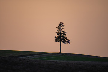 夕暮れ一本木