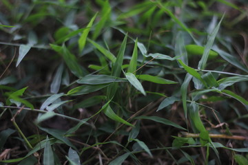 green grass with dew drops