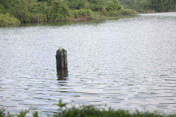 wood in the lake