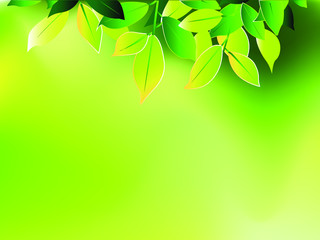 Green leaves on natural background. Fresh Spring Green Leaves Over Blurred. vector illustration.