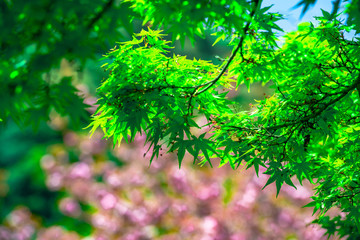 中野川の八重桜