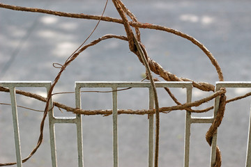 Garden details: A tangle of knotted branches from a tropical tree weave through a metal fence