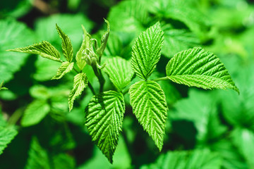 Green raspberry leaf close up. Green natural background. Summer sunny day in nature. Leaf texture.