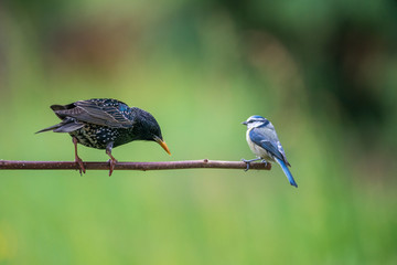 Star vertreibt Blaumeise