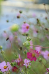 川辺のコスモス