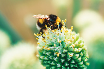 Bumblebee on a flowering onion. Close-up. Summer sunny day in nature.