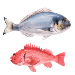 Beautiful stock illustration with watercolor hand drawn sea bass and dorado fish.