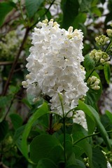 Lilas blanc en gros plan