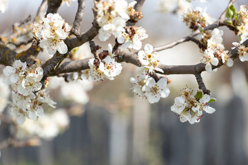 Fototapeta premium Spring flowering on trees and bushes. Nature wakes up. Blue flowers. Sakura. Warm.