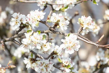 Obraz premium Spring flowering on trees and bushes. Nature wakes up. Blue flowers. Sakura. Warm.